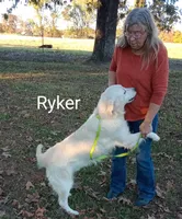 Yellow collar Boy, a male Golden Retriever and English Cream Golden Retriever for sale in Liberty, KY – 6 of 7