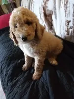 Porter-Ready & reduced, a male Poodle - Standard  for sale in Liberty, KY – 2 of 6