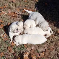 Gray collar Boy #3 , a male Golden Retriever and English Cream Golden Retriever for sale in Liberty, KY – 3 of 5