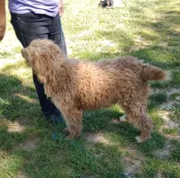 Ofella- , a female Poodle - Multi-Colored Standard and Poodle - Standard  for sale in Liberty, KY – 7 of 7