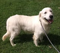 Yellow collar Boy, a male Golden Retriever and English Cream Golden Retriever for sale in Liberty, KY – 7 of 7