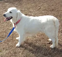 Tan collar Boy, a male Golden Retriever and English Cream Golden Retriever for sale in Liberty, KY – 5 of 7