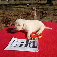Yellow Collar- Girl #6, a female Golden Retriever and English Cream Golden Retriever for sale in Liberty, KY – 2 of 7