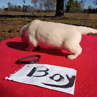 Black collar male#1-Reserved, a male Golden Retriever and English Cream Golden Retriever for sale in Liberty, KY – 3 of 5