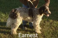 Little Girl due 4-15, a  Goldendoodle for sale in Liberty, KY – Photo 3 of 3