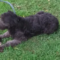 Little Girl due 4-15, a  Goldendoodle for sale in Liberty, KY – Photo 1 of 3