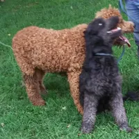 Little Girl due 4-15, a  Goldendoodle for sale in Liberty, KY – Photo 2 of 3