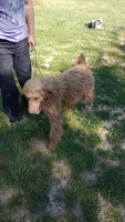 Ofella- , a female Poodle - Multi-Colored Standard and Poodle - Standard  for sale in Liberty, KY – 6 of 7
