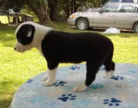 Paige, a female Australian Cattle Dog and Border Collie for sale in Liberty, KY – 5 of 5