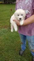 Yellow collar Boy, a male Golden Retriever and English Cream Golden Retriever for sale in Liberty, KY – 4 of 7