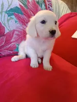 Yellow collar Boy, a male Golden Retriever and English Cream Golden Retriever for sale in Liberty, KY – 3 of 7