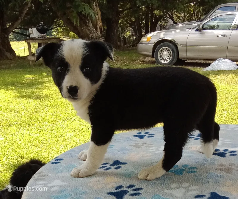 Paige – Australian Cattle Dog, Border Collie puppy for sale in Liberty, KY