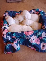 Issy's girl#5, a female Golden Retriever and English Cream Golden Retriever for sale in Liberty, KY – 2 of 3