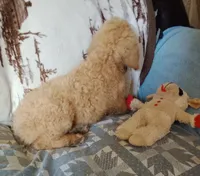 Kate-Ready & Reduced, a female Poodle - Standard  for sale in Liberty, KY – 3 of 6