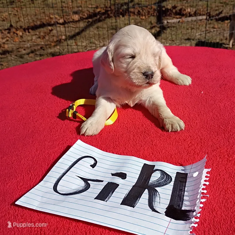 Yellow Collar- Girl #6 – Golden Retriever, English Cream Golden Retriever puppy for sale in Liberty, KY