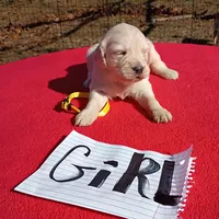 Yellow Collar- Girl #6, a female Golden Retriever and English Cream Golden Retriever for sale in Liberty, KY – 1 of 7