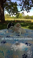 Apricot  and White girl  #4 , a female Poodle - Multi-Colored Standard and Poodle - Standard  for sale in Liberty, KY – 3 of 3