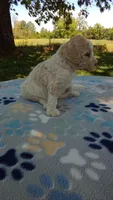 Apricot  and White girl  #4 , a female Poodle - Multi-Colored Standard and Poodle - Standard  for sale in Liberty, KY – 2 of 3