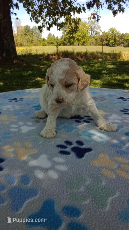 Apricot  and White girl  #4  – Poodle - Multi-Colored Standard, Poodle - Standard  puppy for sale in Liberty, KY