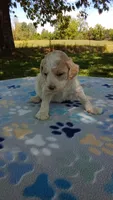 Apricot  and White girl  #4 , a female Poodle - Multi-Colored Standard and Poodle - Standard  for sale in Liberty, KY – 1 of 3