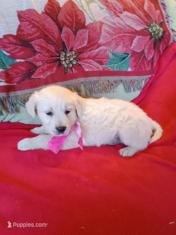 Issy 's pup #4 girl – Golden Retriever, English Cream Golden Retriever puppy for sale in Liberty, KY