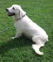 Gray collar Boy #3 , a male Golden Retriever and English Cream Golden Retriever for sale in Liberty, KY – 4 of 5