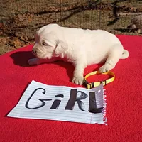Yellow Collar- Girl #6, a female Golden Retriever and English Cream Golden Retriever for sale in Liberty, KY – 3 of 7
