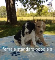  #2  girl  ready June 6th, a female Poodle - Multi-Colored Standard and Poodle - Standard  for sale in Liberty, KY – 2 of 5