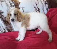white/apricot - ready now, a female Poodle - Multi-Colored Standard and Poodle - Standard  for sale in Liberty, KY – 2 of 4