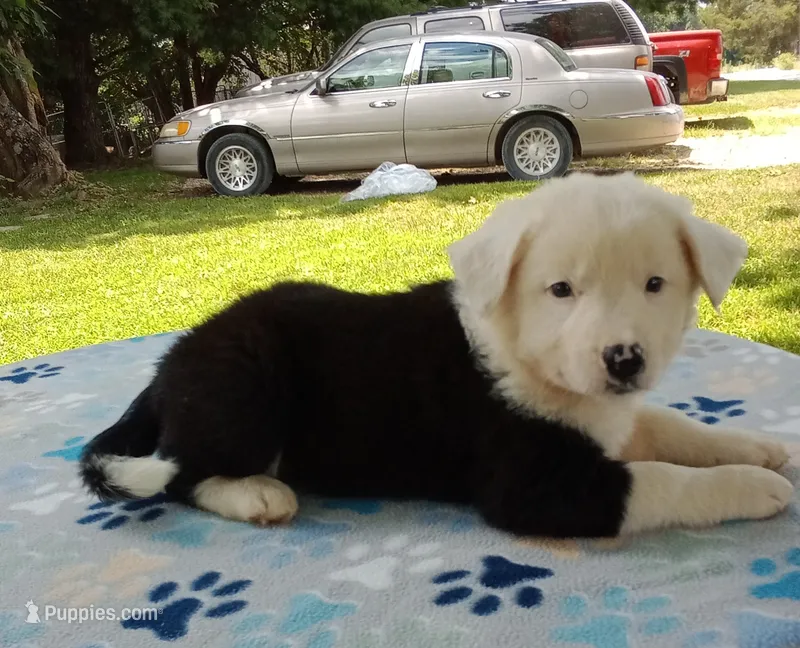 Snow Cap – Australian Cattle Dog, Border Collie puppy for sale in Liberty, KY