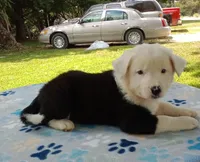 Snow Cap, a female Australian Cattle Dog and Border Collie for sale in Liberty, KY – 1 of 5