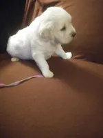 pup #2 female, a female English Cream Golden Retriever for sale in Liberty, KY – Photo 2 of 2