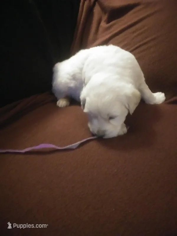 pup #2 female – English Cream Golden Retriever puppy for sale in Liberty, KY