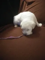 pup #2 female, a female English Cream Golden Retriever for sale in Liberty, KY – Photo 1 of 2