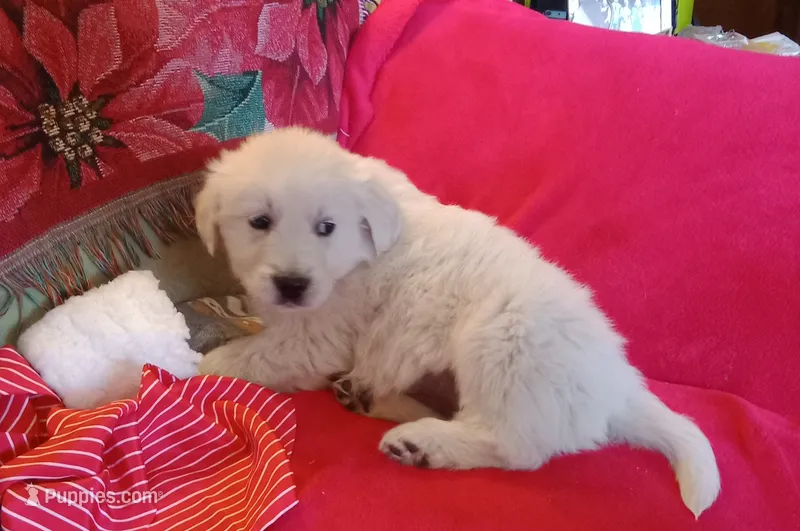 Green collar- Boyl – Golden Retriever, English Cream Golden Retriever puppy for sale in Liberty, KY