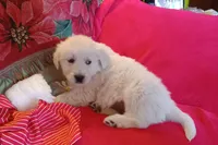Black collar- Boyl, a male Golden Retriever and English Cream Golden Retriever for sale in Liberty, KY – 2 of 6