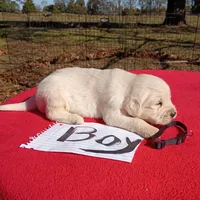 Black collar male#1-Reserved, a male Golden Retriever and English Cream Golden Retriever for sale in Liberty, KY – 2 of 5