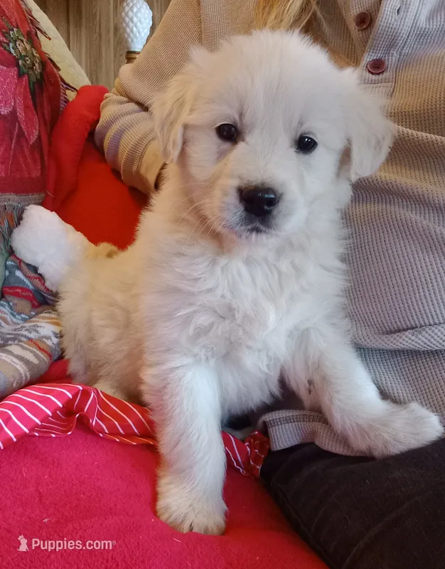 Black collar- Boyl – Golden Retriever, English Cream Golden Retriever puppy for sale in Liberty, KY