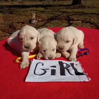 Purple collar girl#4, a female Golden Retriever and English Cream Golden Retriever for sale in Liberty, KY – 4 of 8