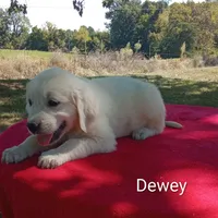 Issy's Boy #3, a male Golden Retriever and English Cream Golden Retriever for sale in Liberty, KY – 2 of 2