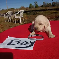 Gray collar Boy #3 , a male Golden Retriever and English Cream Golden Retriever for sale in Liberty, KY – 2 of 5