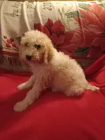 Butter- ready now, a female Poodle - Multi-Colored Standard and Poodle - Standard  for sale in Liberty, KY – 2 of 4