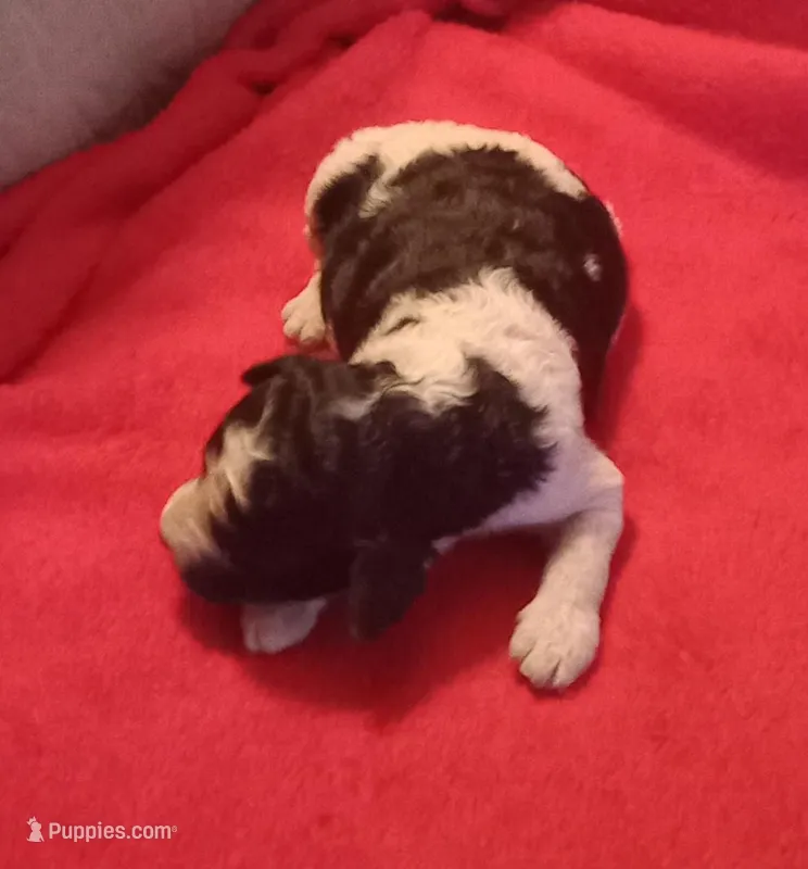 Black/white #2  girl – Poodle - Multi-Colored Standard, Poodle - Standard  puppy for sale in Liberty, KY