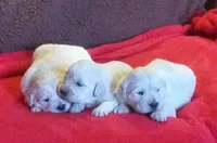 Issy's Boy, a male English Cream Golden Retriever for sale in Liberty, KY – Photo 1 of 3