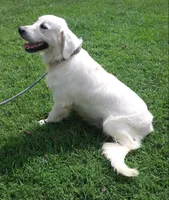 Issy's Boy, a male English Cream Golden Retriever for sale in Liberty, KY – Photo 3 of 3