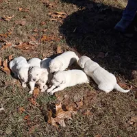 Pink collar- Boy #2, a male Golden Retriever and English Cream Golden Retriever for sale in Liberty, KY – 3 of 6