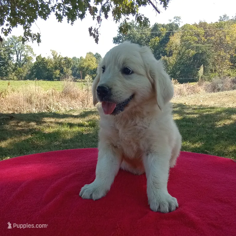 Issy's Boy #2 – Golden Retriever, English Cream Golden Retriever puppy for sale in Liberty, KY