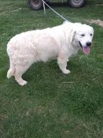 Girls, a female English Cream Golden Retriever for sale in Liberty, KY – Photo 4 of 4