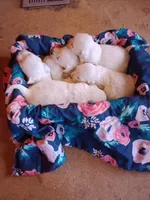 Girls, a female English Cream Golden Retriever for sale in Liberty, KY – Photo 1 of 4