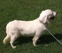 Girls, a female English Cream Golden Retriever for sale in Liberty, KY – Photo 3 of 4